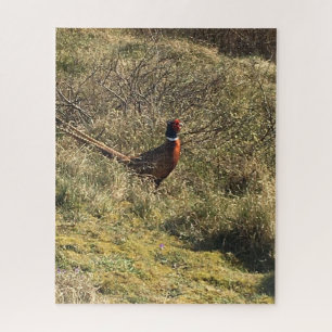 Puzzle faisán masculino en la naturaleza