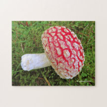 Fallen Fly Agaric / Amanita Muscaria Red Mushroom
