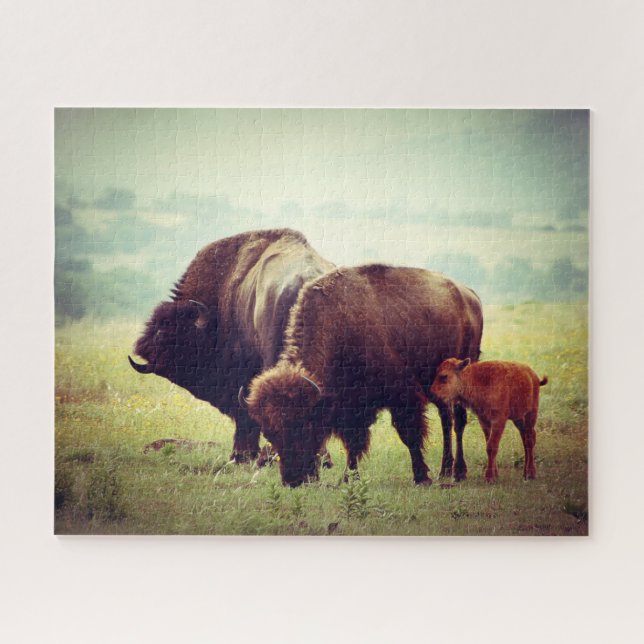 Puzzle Familia Americana de Búfalo (Bison) (Horizontal)
