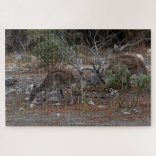 Puzzle Familia canguro de Australia: Mamá, papá, bebé Joe