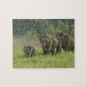 Puzzle Familia de elefantes indios