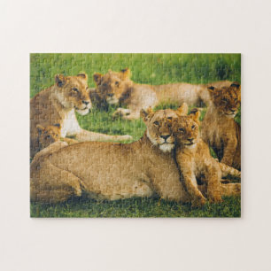 Puzzle Familia de leones madre cachea bebes leones jungla
