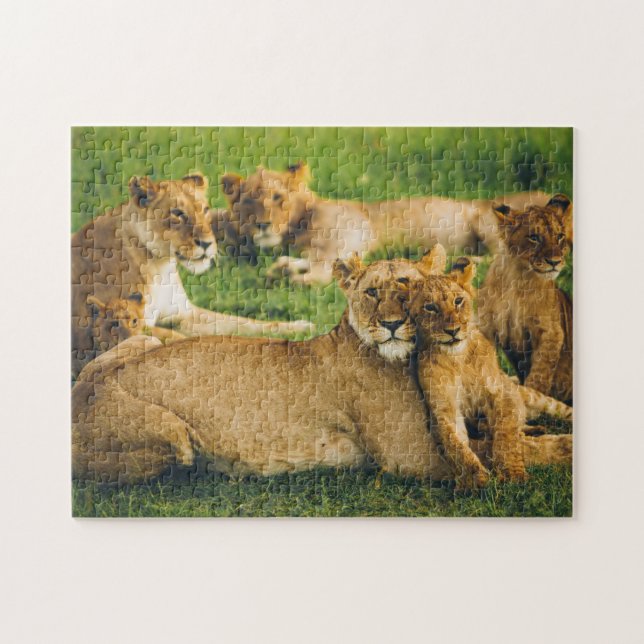 Puzzle Familia de leones madre cachea bebes leones jungla (Horizontal)