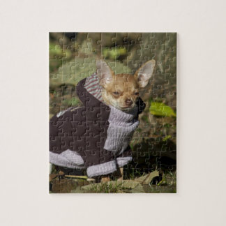Puzzle Fancy Chihuahua