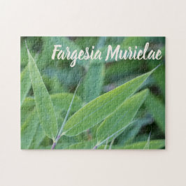 Puzzle Fargesia murielae Bamboo planta para el regalo de 