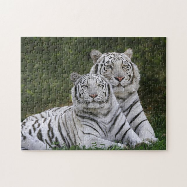 Puzzle Fase blanca, Tigre de Bengala, Tigris (Horizontal)