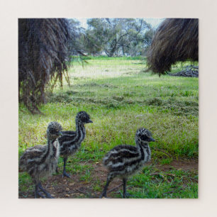 Puzzle "Feathers of the Future: Three Baby Emu Chicks"