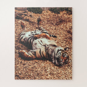 Puzzle Feliz Belly de tigres rodando en hojas