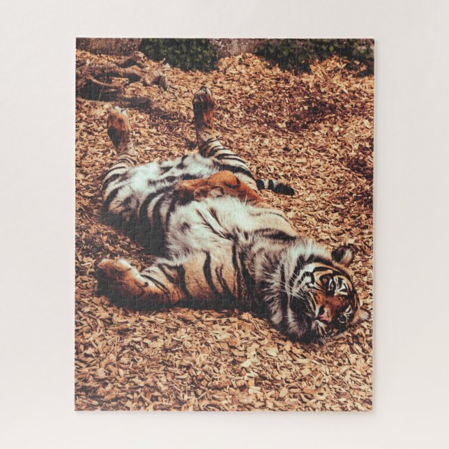 Puzzle Feliz Belly de tigres rodando en hojas (Vertical)