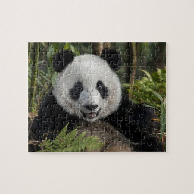 Puzzle Feliz panda joven, China (Horizontal)