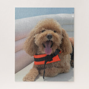 Puzzle Feliz Perro Cockapoo En Sonrisas De Botes De Ponto