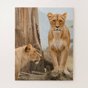Puzzle Female Lions Scouting at Dead Trees