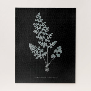 Puzzle Fern - Gymnogramma Leptophylla - Efecto de rayos X