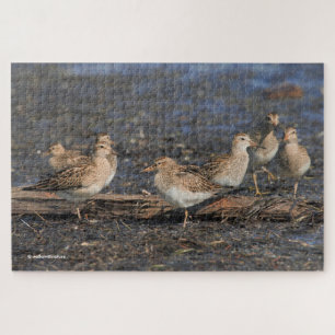 Puzzle Fiesta de Sandpipers pectorales en la playa