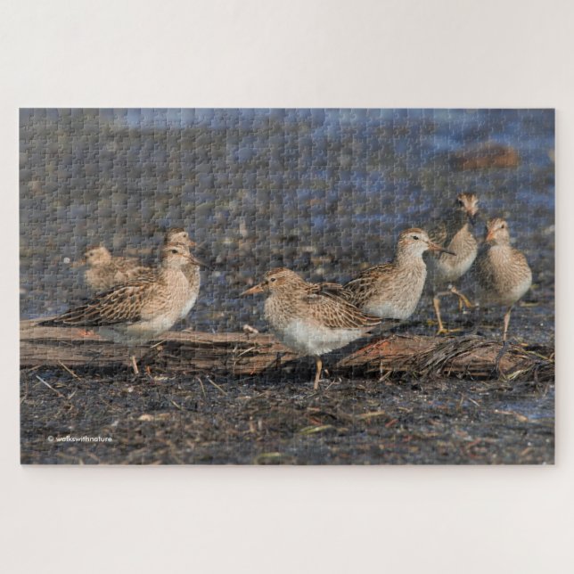 Puzzle Fiesta de Sandpipers pectorales en la playa (Horizontal)