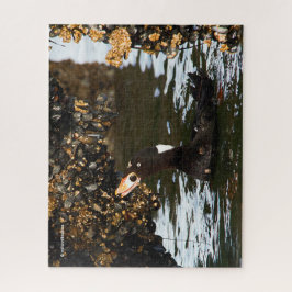 Puzzle Fiesta de Surf Scoter en mejillones y barnacles
