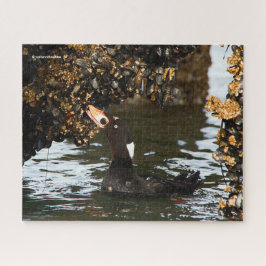 Puzzle Fiesta de Surf Scoter en mejillones y barnacles