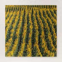 Filas de girasol