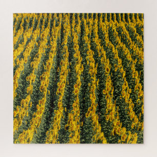 Puzzle Filas de girasol