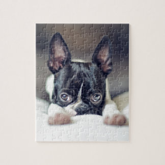 Puzzle Fina la Boston Terrier