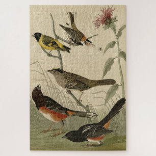 Puzzle Finch, Towhee, Sparrow, los pájaros de América de 