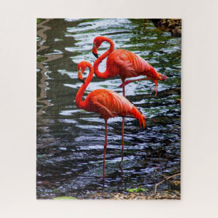 Puzzle Flamencos rosas en el agua