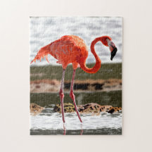 Flamingo relajante
