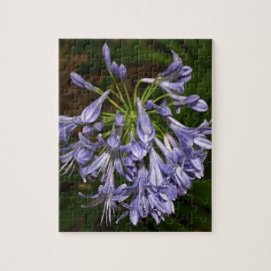 Puzzle Flor azul púrpura del agapanthus en la floración