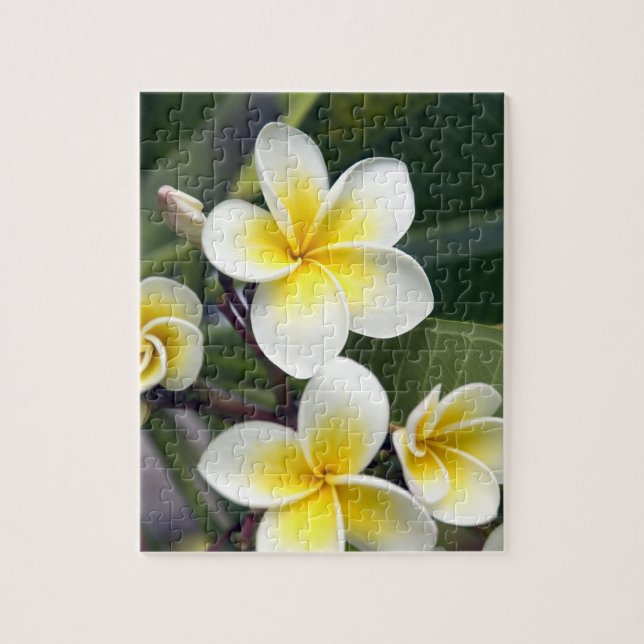 Puzzle Flor de Frangipani, Islas Cook (Vertical)