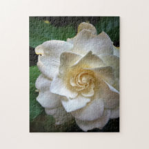 Flor de gardenia blanca