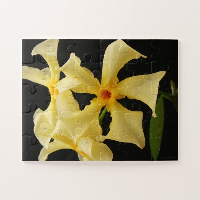 Puzzle Flor de jazmín de estrella 11x14 30pc jpcna (Horizontal)