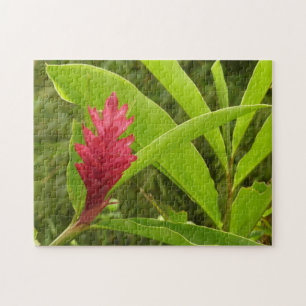 Puzzle Flor de jengibre rojo (Alpinia) Tropical