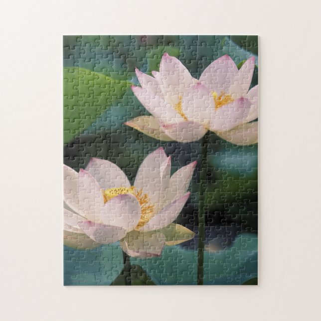 Puzzle Flor de loto en flor, China (Vertical)