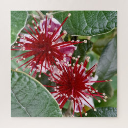Puzzle Flor de Nueva Zelanda Rojo Blooming Feijoa