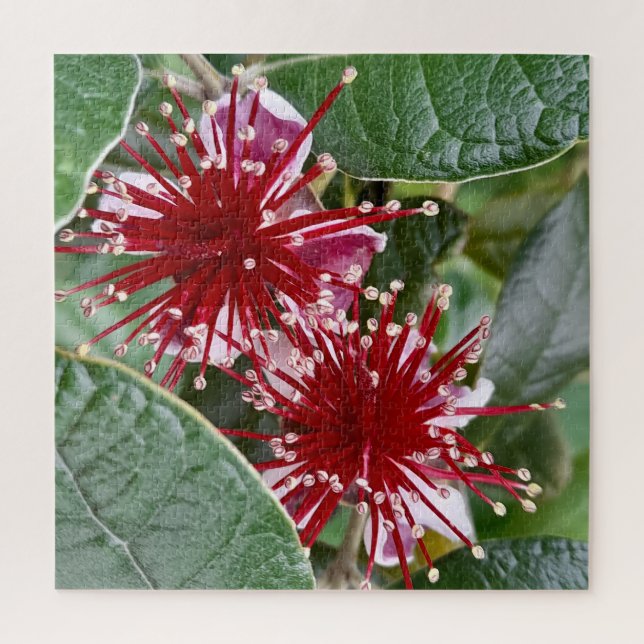 Puzzle Flor de Nueva Zelanda Rojo Blooming Feijoa (Vertical)