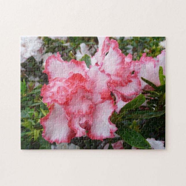 Puzzle Flor de primavera de Azaleas doble roja y blanca (Horizontal)