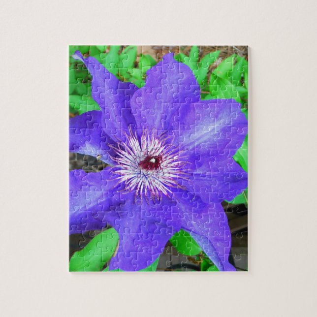 Puzzle Flor morada de clematis (Vertical)