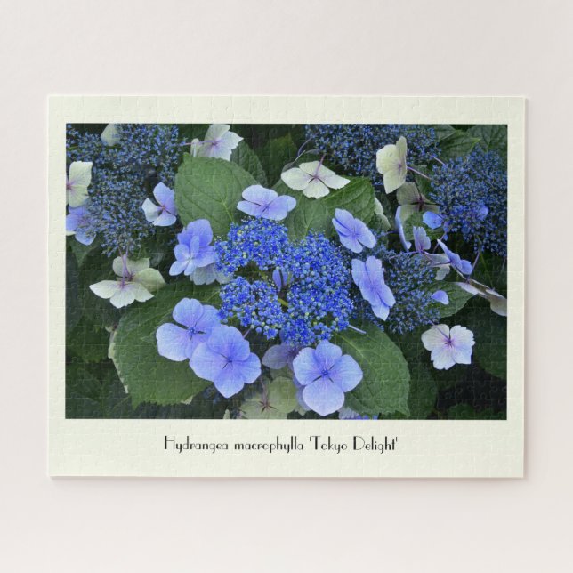 Puzzle Flor recolectable de hidrangea azul (Horizontal)