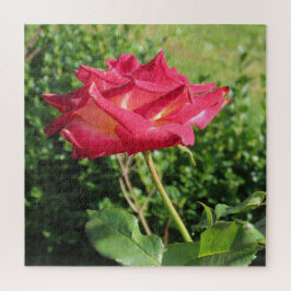 Puzzle flor, rojo, pétalo, rosa, naturaleza, flor, floral