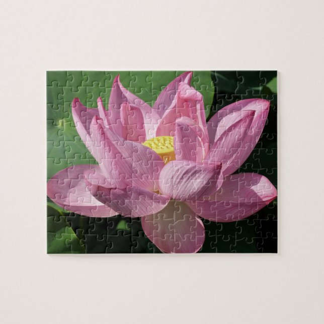 Puzzle Flor rosa Lotus IV (Horizontal)