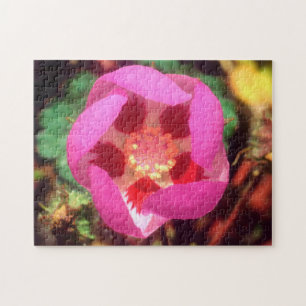 Puzzle Flor silvestre de cinco manchas del desierto