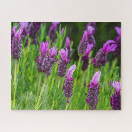 Puzzle Florecimiento de Maui Upcountry Lavender