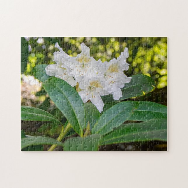 Puzzle Flores blancas de Rhododendron, Allan Park, Norlan (Horizontal)