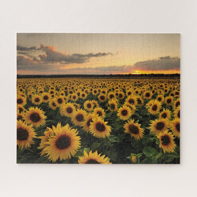 Puzzle Flores | Campo de girasol (Horizontal)