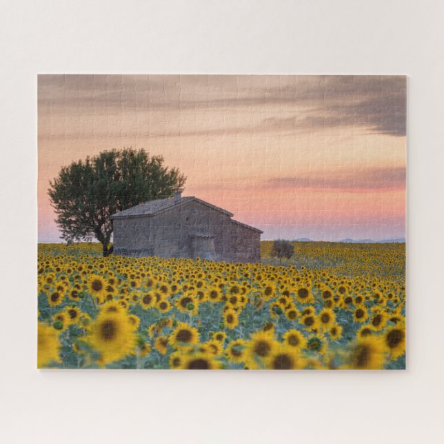 Puzzle Flores | Campo de girasol Provenza, Francia (Horizontal)