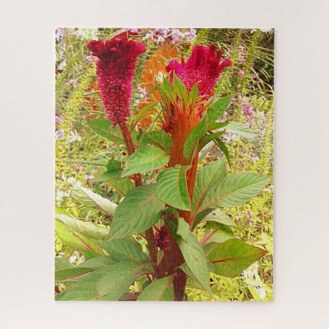 PUZZLE FLORES COCKSCOMB (Vertical)