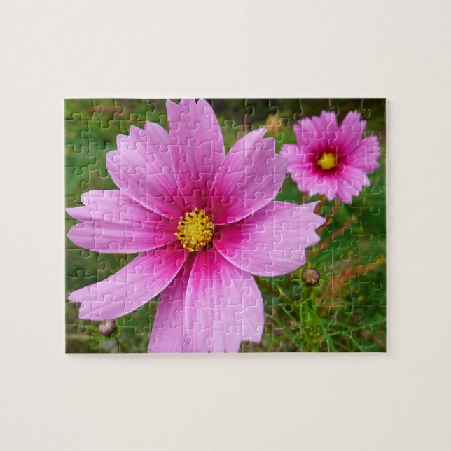 Puzzle Flores Cosmos rosadas Flores silvestres (Horizontal)