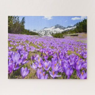 Puzzle Flores Crocus Pirin Mountain Park Bulgaria