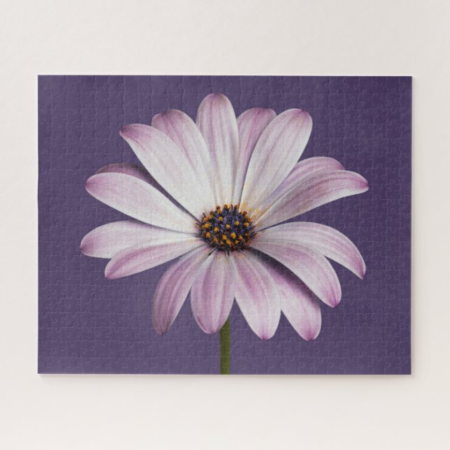 Puzzle Flores | Daisy blanco y púrpura (Horizontal)