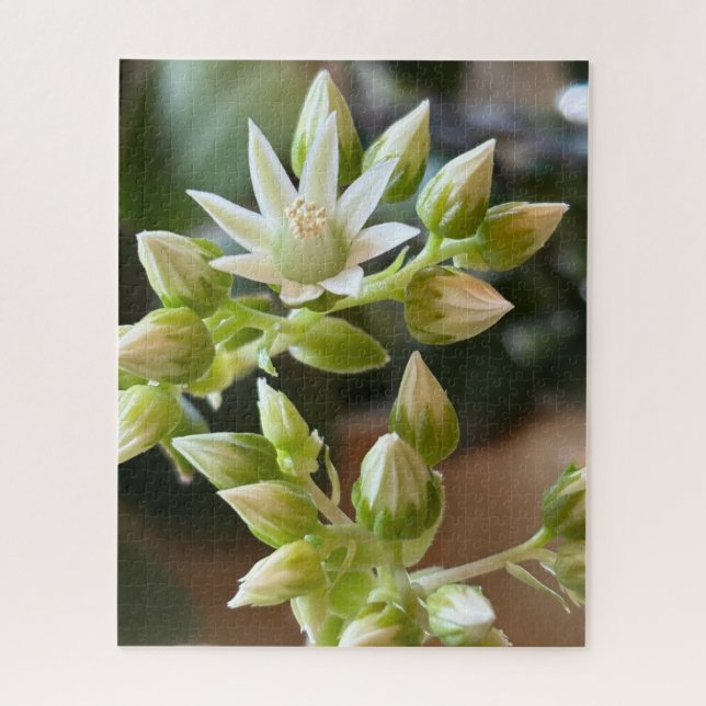 Puzzle Flores de Aeonium de Haworth en fotografía de cerc (Vertical)